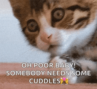 a cat is sitting on a person 's lap and says oh poor baby somebody needs some cuddles .