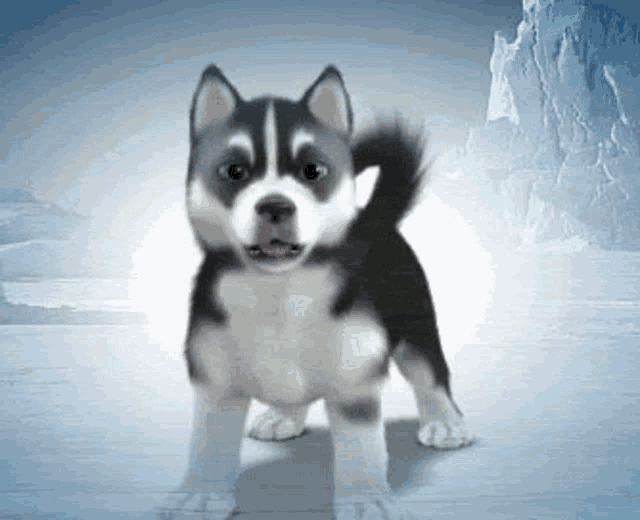 a husky puppy is standing in the snow