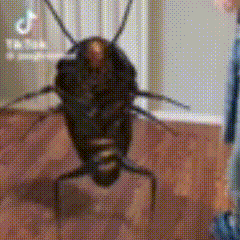 Bonejamin Cockroach Dancing Funny GIF - Bonejamin Cockroach Dancing Funny GIFs