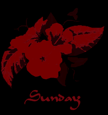 a black background with red flowers and the words sunday