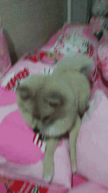 a cat laying on a bed with pink sheets