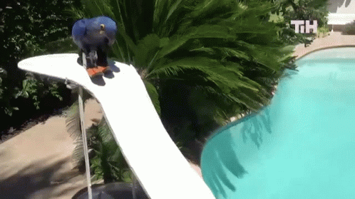 Skiing Bird This Is Happening GIF - Skiing Bird This Is Happening Going Down GIFs