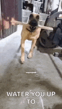 a dog is holding a wooden stick with plastic cups in its mouth .
