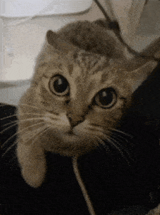 a close up of a cat with big eyes