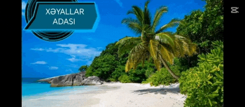 a tropical beach with a palm tree and a speech bubble that says xoyallar adasi