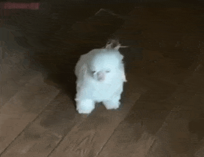 a white dog with a pink nose is sitting on a wooden floor .
