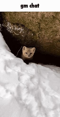 a picture of a squirrel in the snow with the words gm chat below it