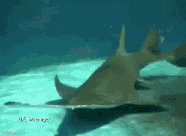 Saw Shark GIF - Saw Shark Saw Shark GIFs