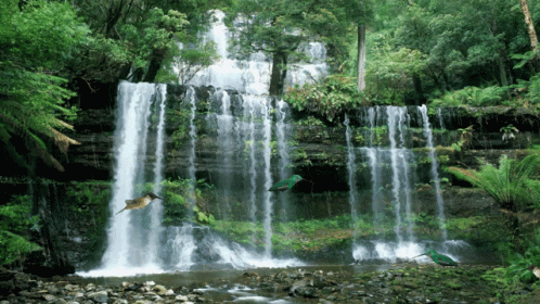 Waterfall Nature GIF - Waterfall Nature Birds GIFs
