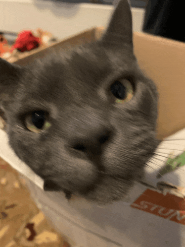 a close up of a cat 's face in a cardboard box that says stump