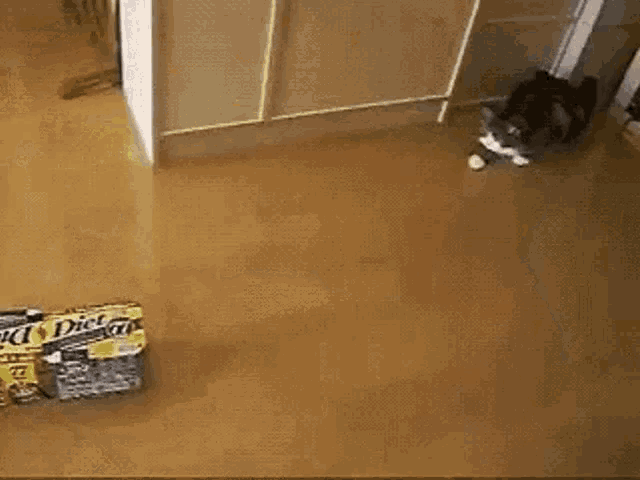 Funny Cat GIF - Funny Cat Diet GIFs
