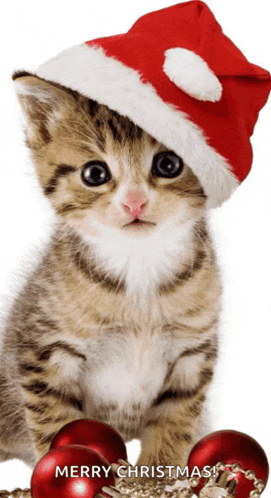 a kitten wearing a santa hat with the words merry christmas below it