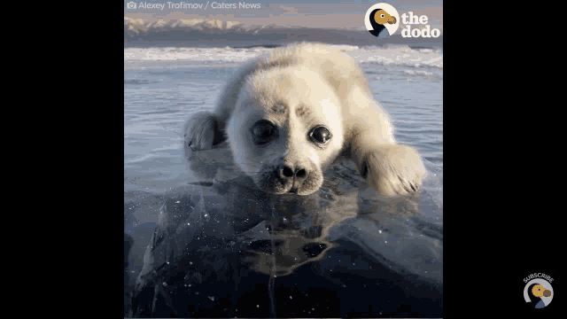 a seal puppy is laying on top of a rock in the water with the dodo logo in the corner