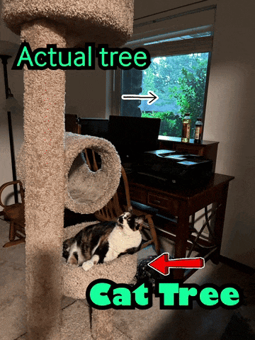 a cat is laying on a cat tree in a room