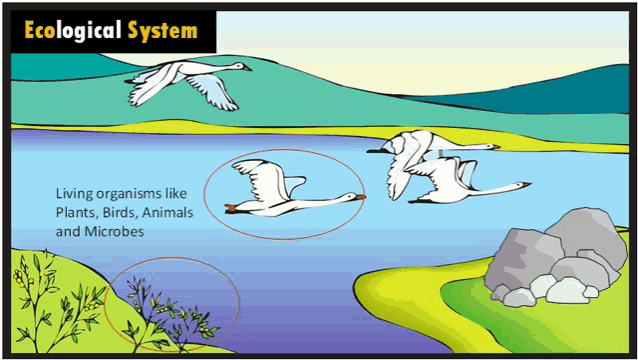 a cartoon of birds flying over a body of water with the words ecological system