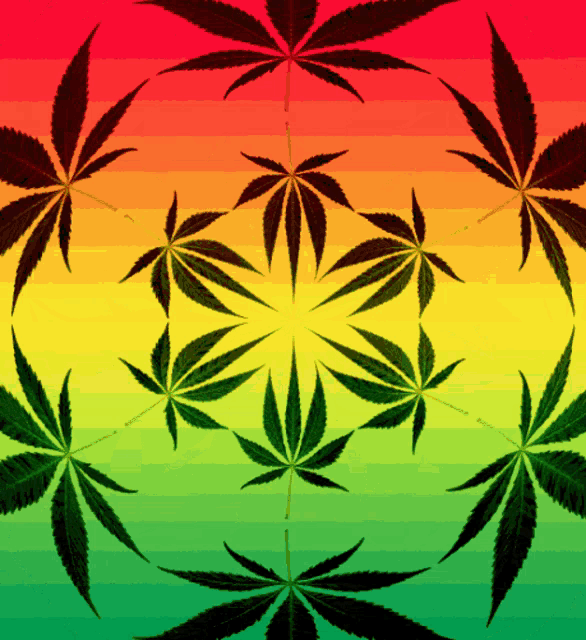 marijuana leaves are arranged in a circle on a colorful background