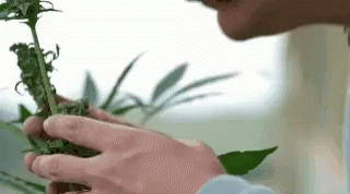 Smell Sniff GIF - Smell Sniff Drugs GIFs