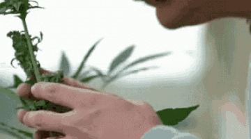 a person is holding a plant in their hands and looking at it .
