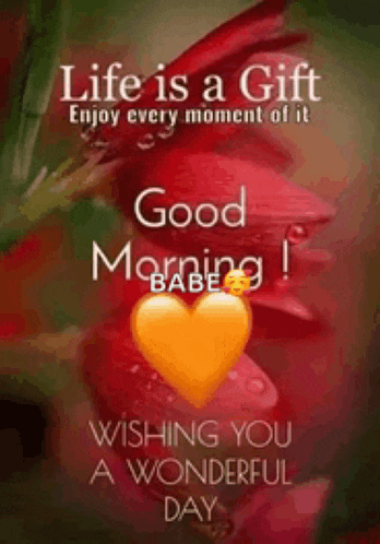 life is a gift enjoy every moment of it good morning babe ! wishing you a wonderful day .