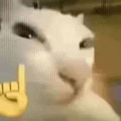 a close up of a white dog 's face with a yellow hand behind it .