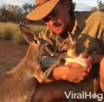 Nurture Mother GIF - Nurture Mother Kangaroos GIFs