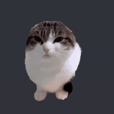 a brown and white cat standing on its hind legs looking at the camera .