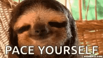 a close up of a sloth laying in a hammock with the words `` pace yourself '' written above it .