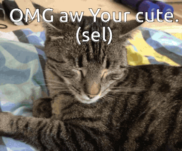 a cat laying on a bed with the caption omg aw your cute