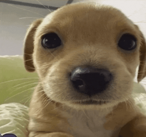 a close up of a puppy 's nose with a green background