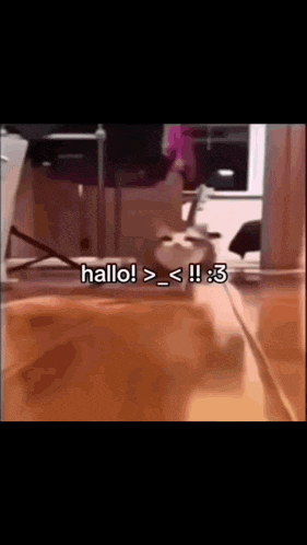 a cat is sitting on a table with the words hallo written on the bottom of the screen .