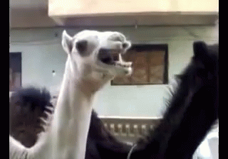 Laughing Camel GIF - Laugh Tickle Camel GIFs