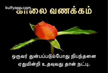 a picture of a rose with a message in a foreign language