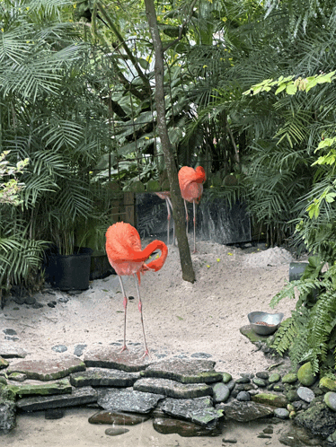 two flamingos stand in the sand near a stream