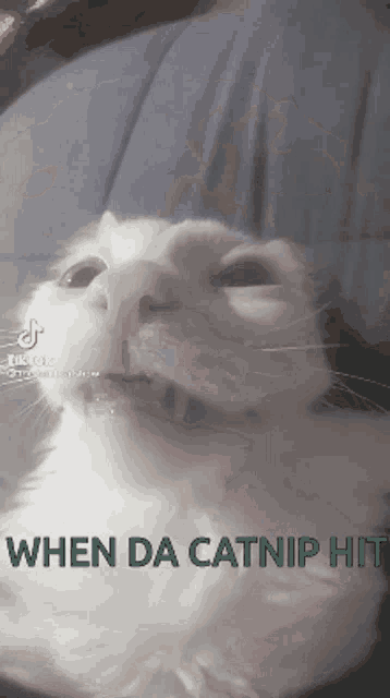 Cat Funny GIF - Cat Funny Catnip GIFs