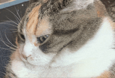 a close up of a calico cat 's face with a blue eye