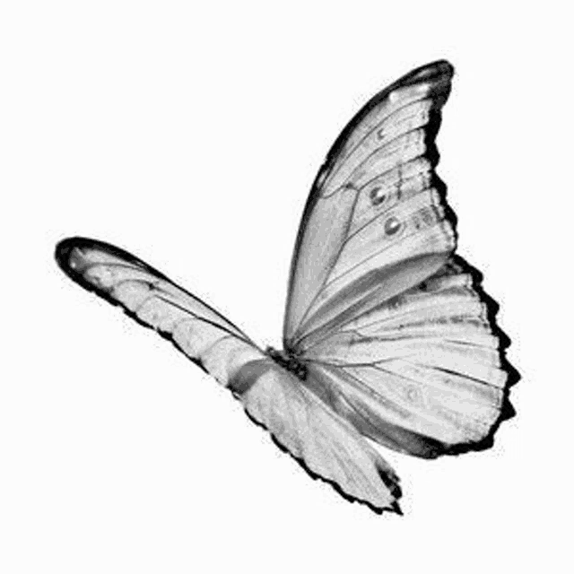 a black and white photo of a butterfly flying .