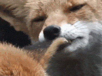 a close up of a fox licking another fox 's face .