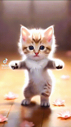 a small kitten is standing on its hind legs with its arms outstretched