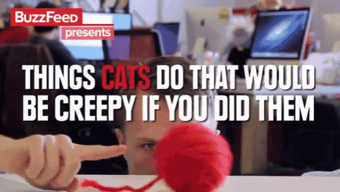 Things Cats Do That'D Be Creepy If You Did Them GIF - Cats Lol GIFs