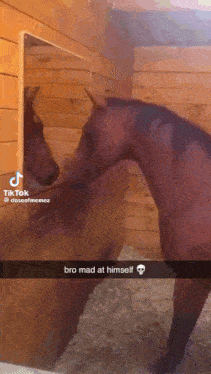a horse looking at itself in a mirror with a skull on it