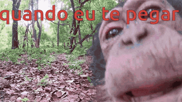 a picture of a monkey with the words " quando eu te pegar " written on it