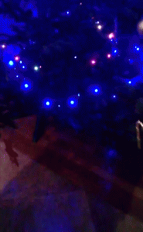 Christmas Christmas Tree GIF - Christmas Christmas Tree Lights GIFs