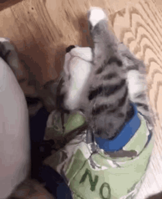 a cat is wearing a shirt that says no on it .