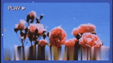 a video of a bunch of flowers with the play button in the corner