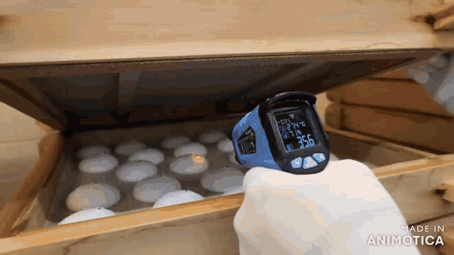 a person is using a thermometer to measure the temperature of a box of eggs