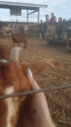Goat Farm GIF - Goat Farm GIFs