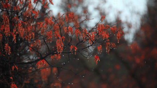 Dreary GIF - Autumn Seasons Fall GIFs