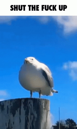 Seagull Jersey Boys GIF - Seagull Jersey Boys Weep Woom Weep Woom GIFs