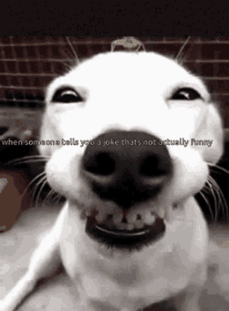 Not Funny Dog GIF - Not Funny Dog Smile GIFs