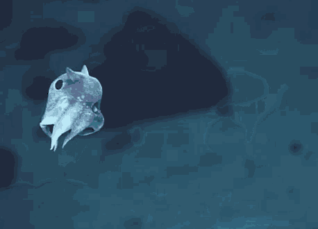 a small fish is swimming in the ocean and looking like a ghost .